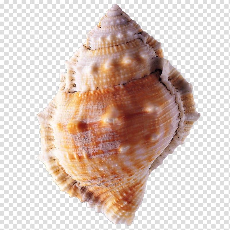 Seashell Conch, conch transparent background PNG clipart