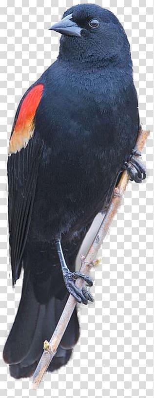 Red-winged blackbird Common blackbird Redwing , Bird transparent background PNG clipart