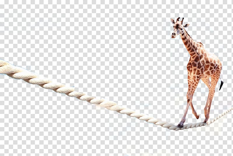 tightrope giraffe transparent background PNG clipart