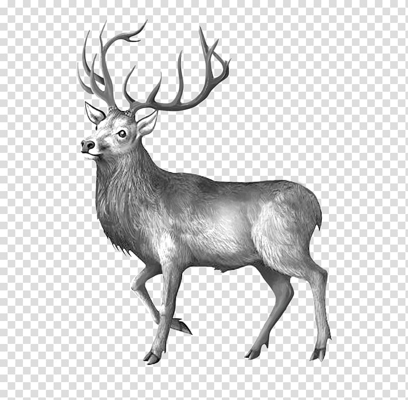 Elk Reindeer Black and white, Melancholy deer transparent background PNG clipart