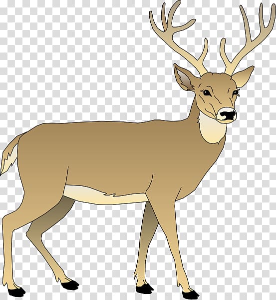 White-tailed deer Elk Reindeer , Whitetail Deer transparent background PNG clipart