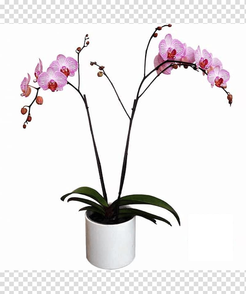 Moth orchids Cattleya orchids Cut flowers Artificial flower, maceta flores transparent background PNG clipart