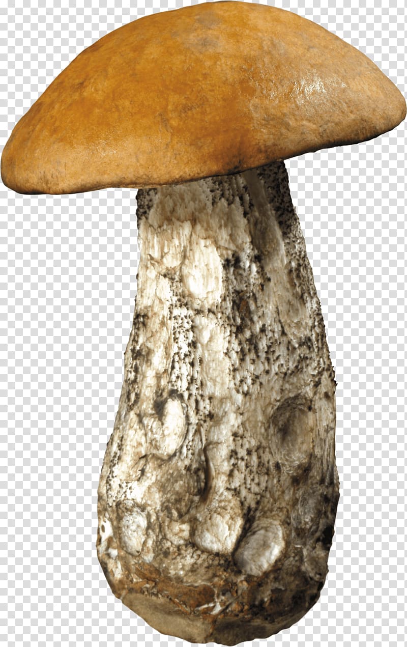 brown and white mushroom illustration, Large Forest Mushroom transparent background PNG clipart
