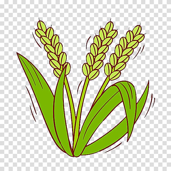 Oryza sativa Rice Cereal , Rice transparent background PNG clipart