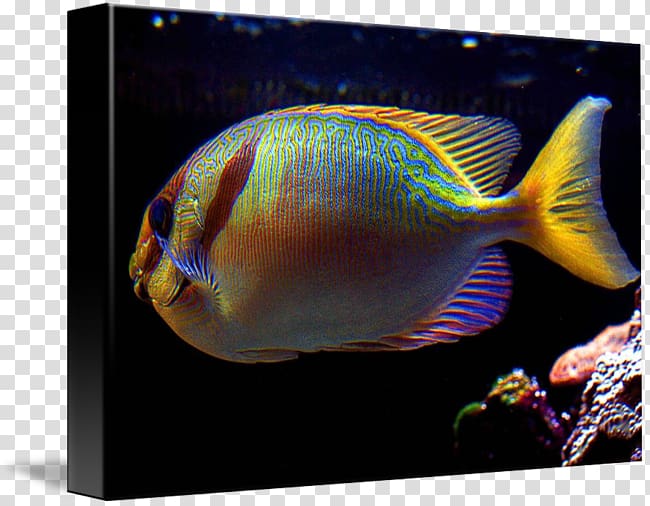 Aquarium Marine biology Coral reef fish Marine angelfishes, amaze transparent background PNG clipart