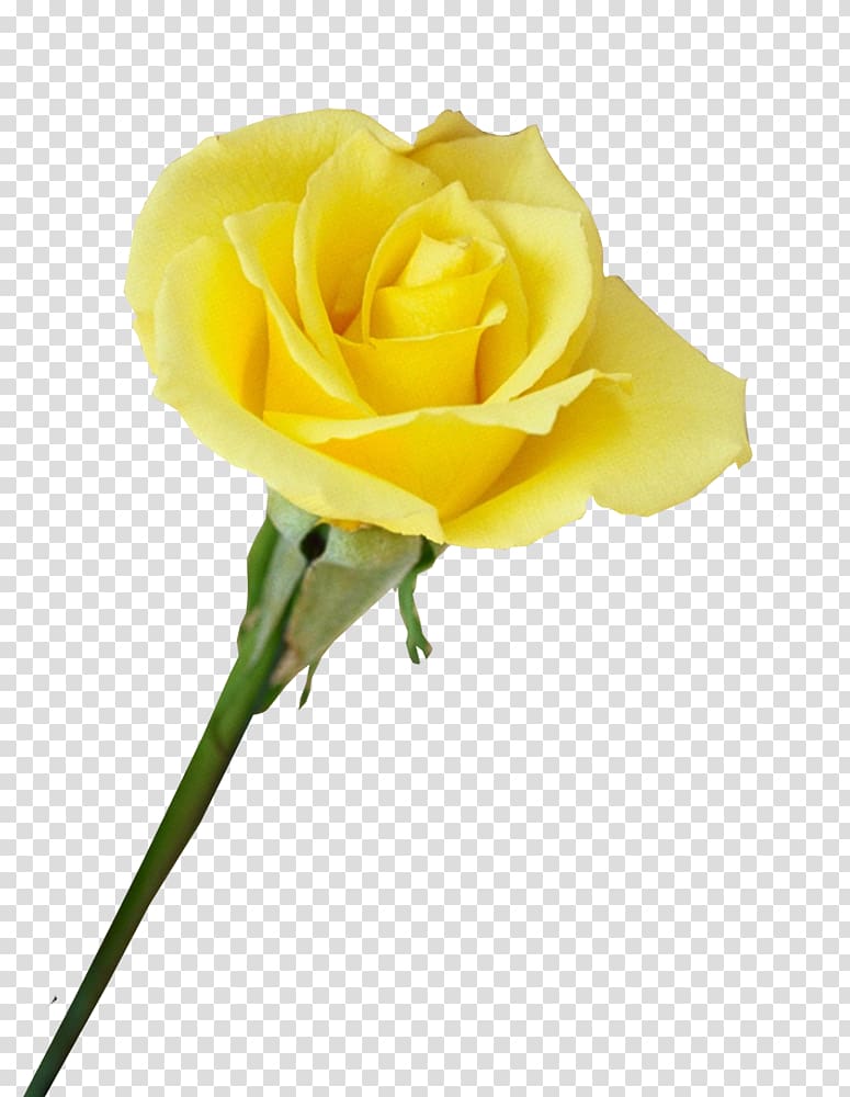 Garden roses Beach rose Centifolia roses Yellow Flower, Yellow roses in kind transparent background PNG clipart