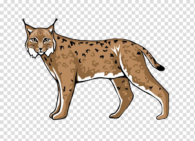 Wildcat Lynx Cougar Cheetah, lynx transparent background PNG clipart