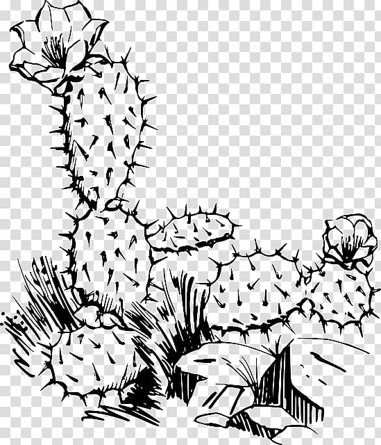 Barbary fig Cactaceae Saguaro , Cactus illustration transparent background PNG clipart