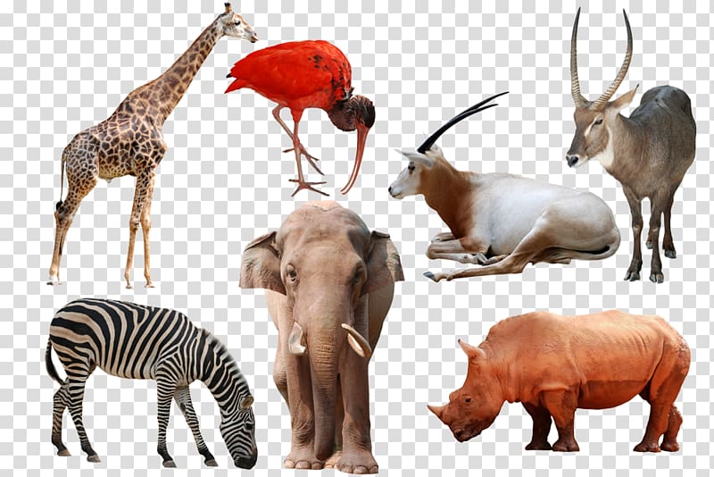 Wild animals transparent background PNG clipart | HiClipart