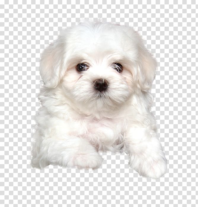 Maltese dog Havanese dog Bolognese dog Little lion dog Coton de Tulear, puppy transparent background PNG clipart