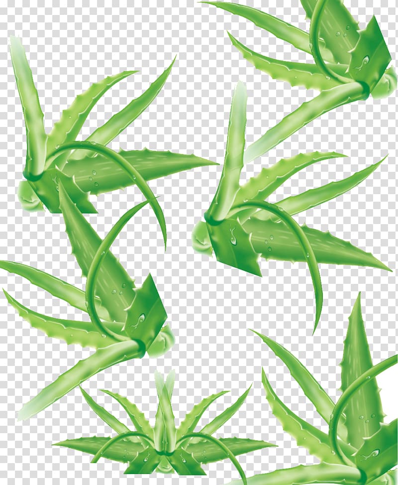 Aloe vera leaf Aloe vera leaf Lemongrass Plant stem, Aloe transparent background PNG clipart