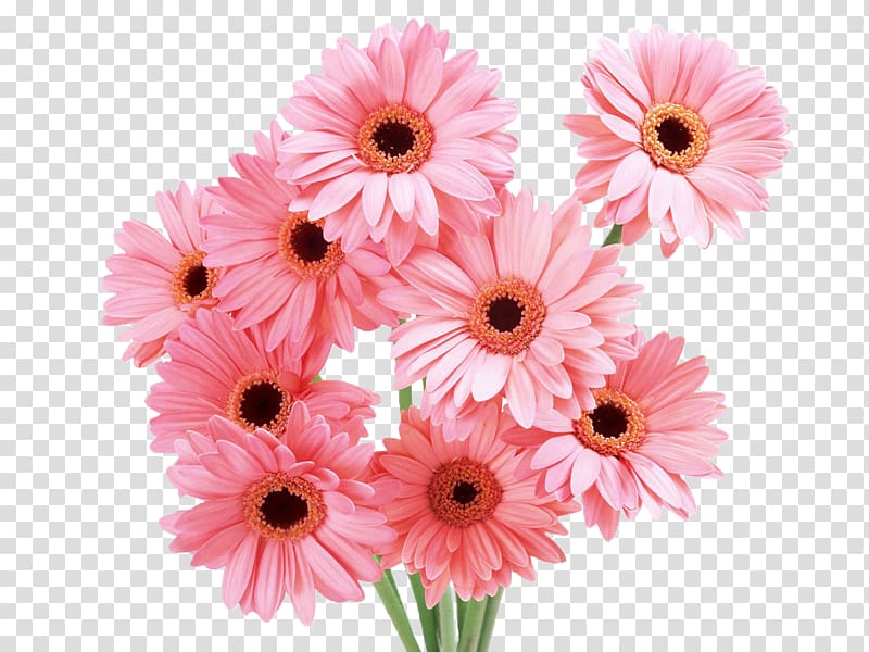 Flower bouquet Desktop , pink Daisy transparent background PNG clipart