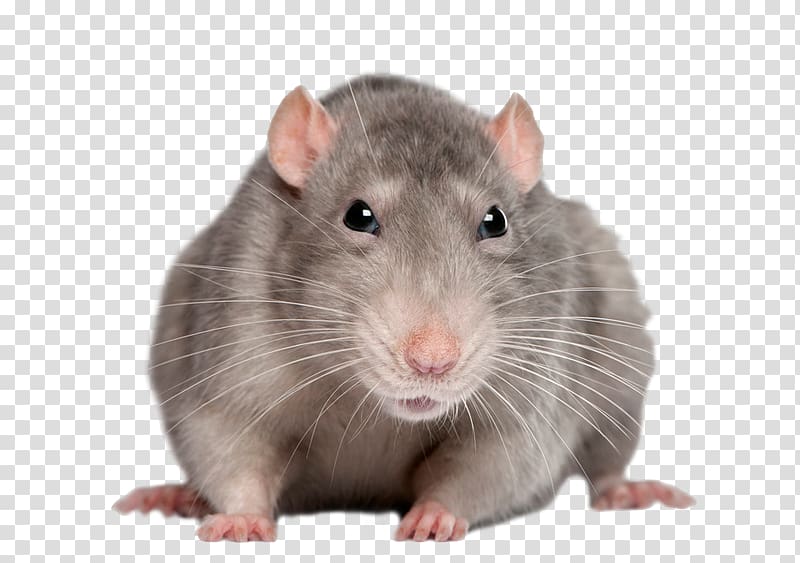 Brown rat Black rat Rodent Polynesian rat Mouse, rat transparent background PNG clipart