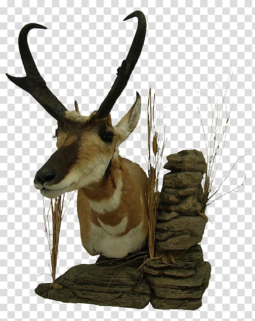 Reindeer Pronghorn Don\'s Taxidermy Antelope, deer transparent background PNG clipart