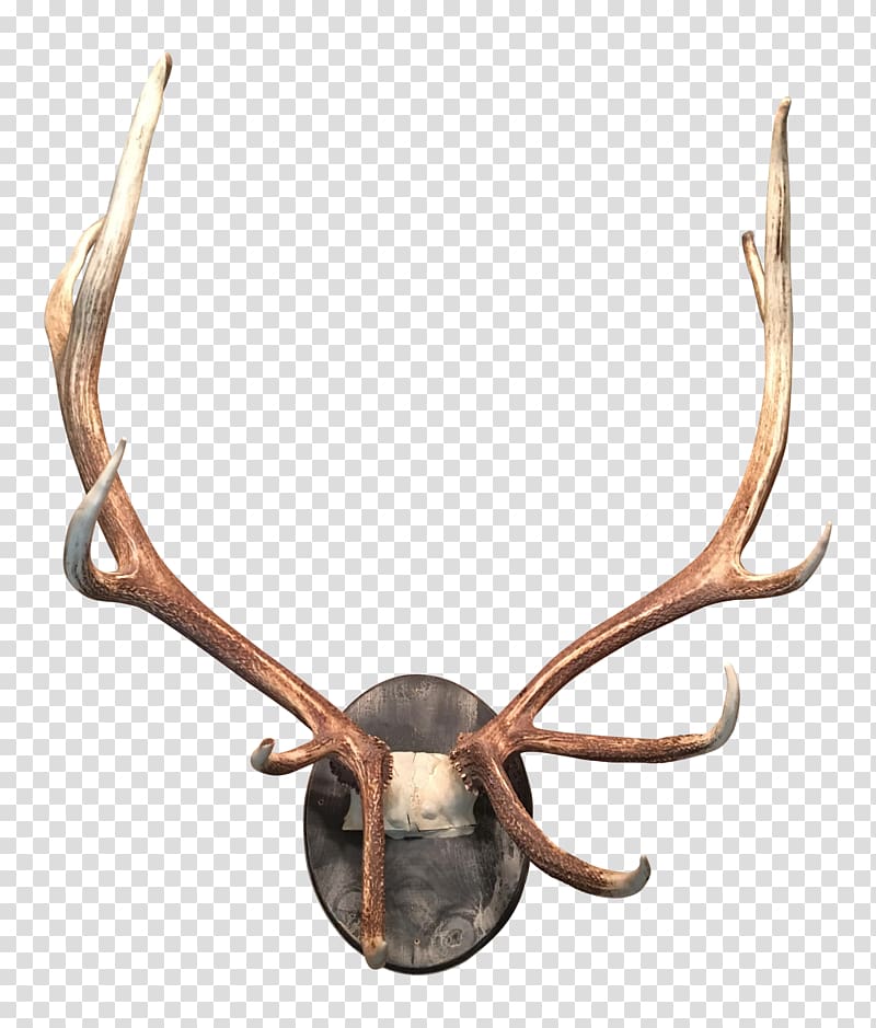 Deer Antler Moose Horn Elk, Antler transparent background PNG clipart