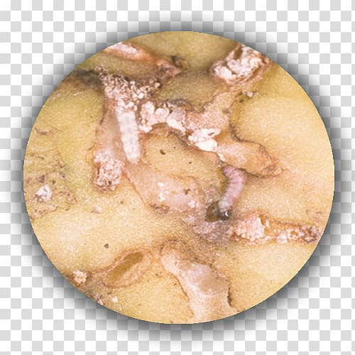 Potato Phthorimaea operculella Apple Tuber Ravageurs de la pomme de terre, pomme de terre transparent background PNG clipart