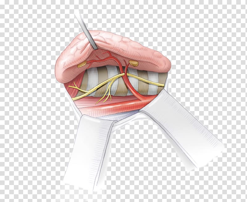 Parathyroid gland Recurrent laryngeal nerve Human anatomy, surgery transparent background PNG clipart