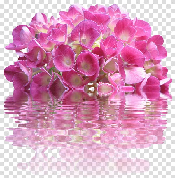 French hydrangea Pink flowers, flower transparent background PNG clipart
