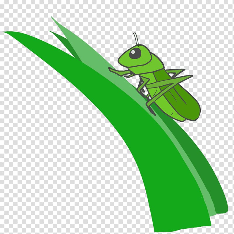 Caelifera Illustration Pterygota Chinese grasshopper, transparent background PNG clipart