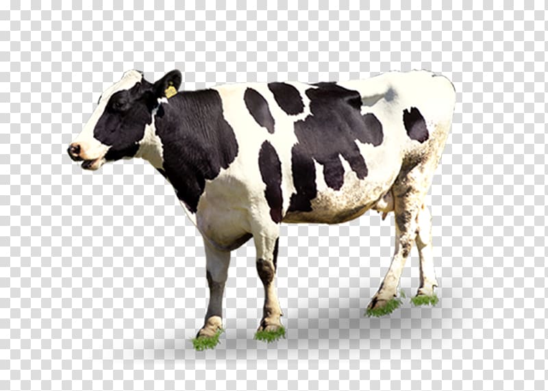 Dairy cattle Automatic milking, Dairy cow transparent background PNG clipart