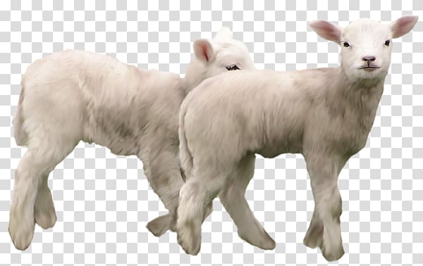 two little lambs transparent background PNG clipart