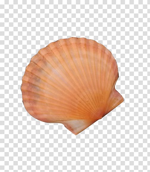 Cockle Seashell Conchology, shell transparent background PNG clipart