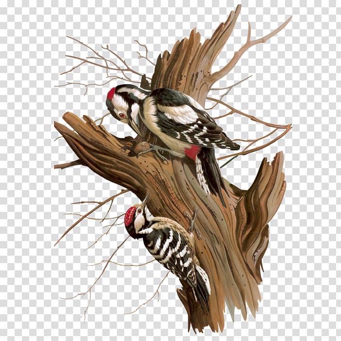 Bird Woodpecker, Bird Tree transparent background PNG clipart