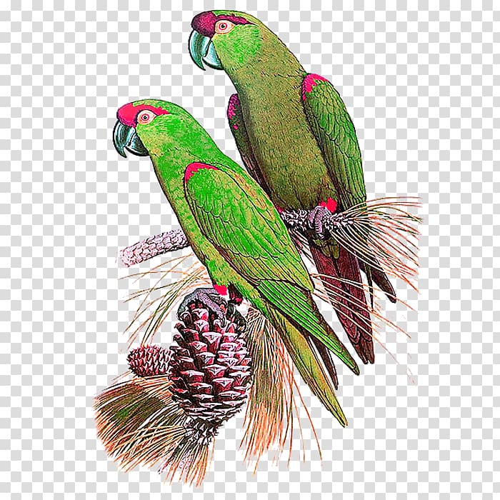 Bird True parrot Desktop environment, Hand-painted parrot transparent background PNG clipart