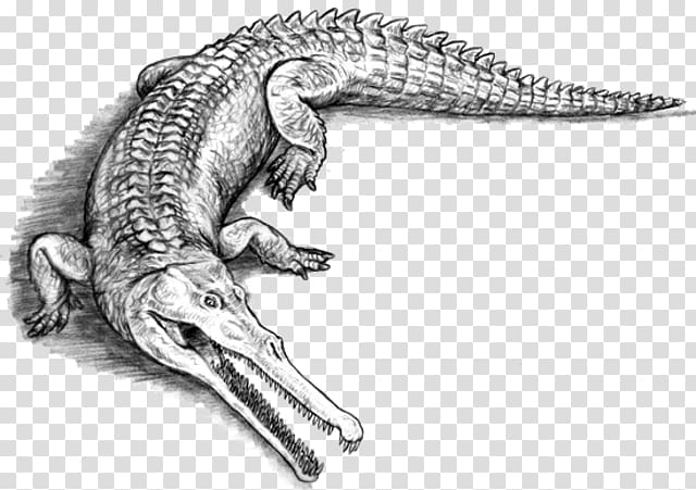 American crocodile Alligators Sarcosuchus Evolution, crocodile transparent background PNG clipart