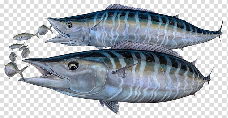 Mackerel Tuna Oily fish 09777 Sardine, others transparent background PNG clipart