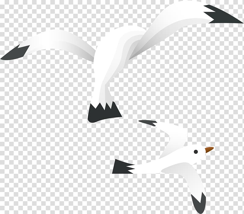 Bird , seagull transparent background PNG clipart