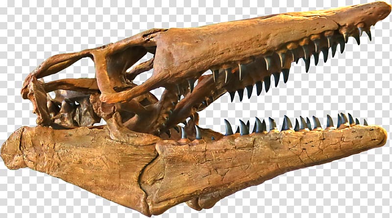 Tylosaurus Triceratops Western Interior Seaway Jurassic Park III: Park Builder Late Cretaceous, skull transparent background PNG clipart