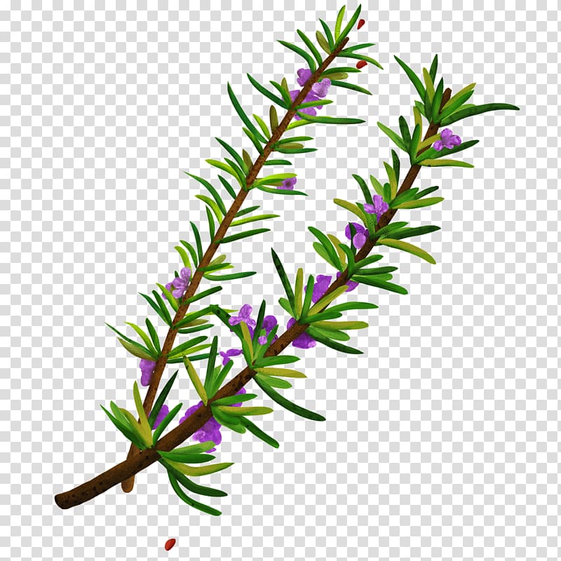 Twig Plant stem Herbalism Rosemary, sambucus nigra transparent background PNG clipart