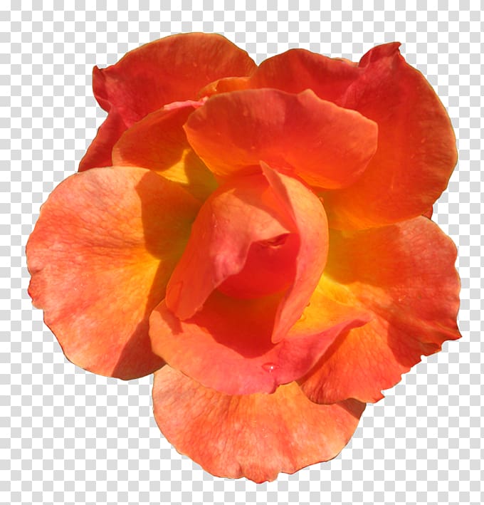 Orange Flower Rose Red , orange flower transparent background PNG clipart