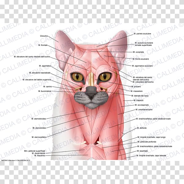 Whiskers Domestic short-haired cat Muscle Anatomy, Cat transparent background PNG clipart