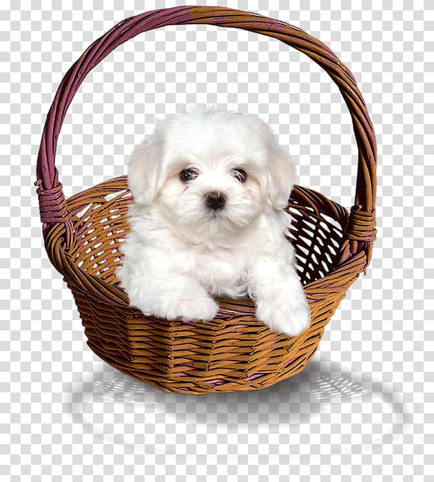Maltese dog Havanese dog Shih Tzu Puppy Lhasa Apso, puppy transparent background PNG clipart