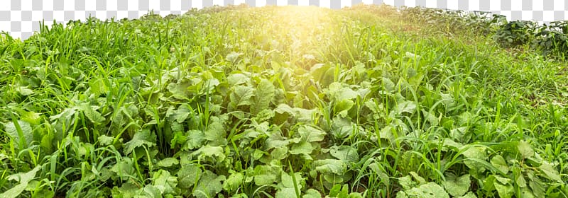 Greenhouse Agriculture Vegetable Building Industry, Sunshine vegetable garden transparent background PNG clipart