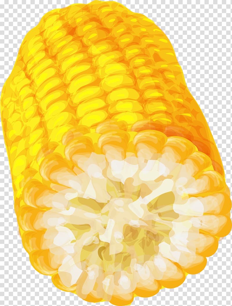 Corn on the cob, Hand painted yellow corn transparent background PNG clipart