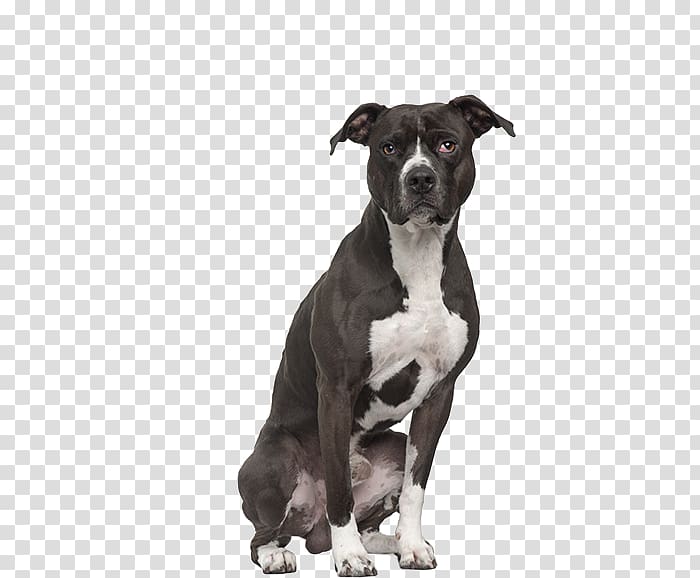 American Pit Bull Terrier Staffordshire Bull Terrier American Staffordshire Terrier, bull transparent background PNG clipart