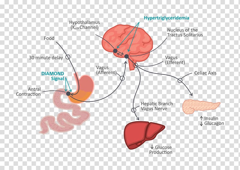 Gut–brain axis Gastrointestinal tract Human brain Psicobiótico, Brain transparent background PNG clipart