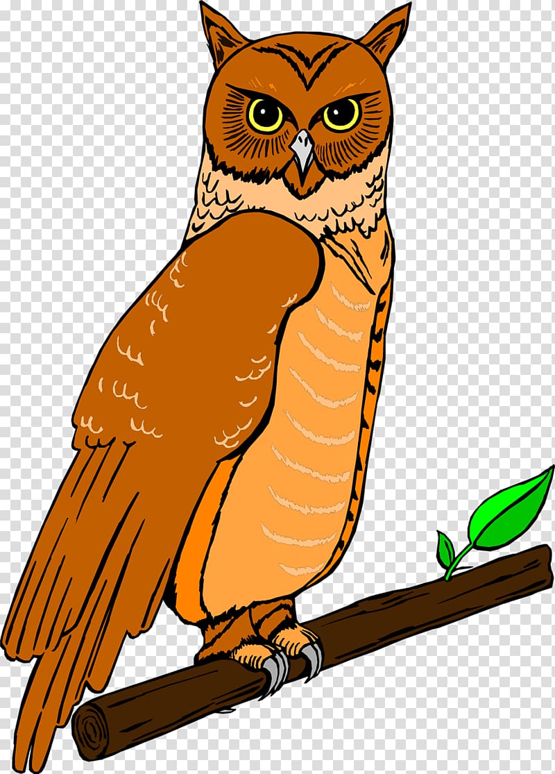 Elf owl , owl illustration transparent background PNG clipart