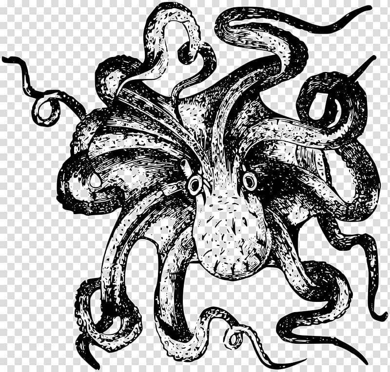 Octopus Squid Drawing , octapus transparent background PNG clipart