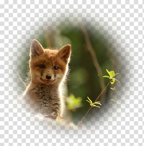 Red fox Kit fox Wildlife Animal, fox transparent background PNG clipart