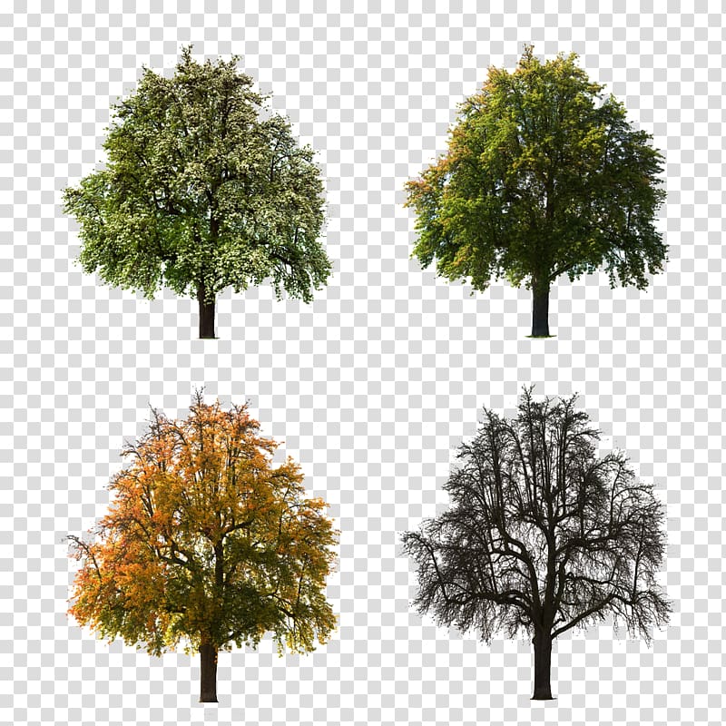 eucalyptus four seasons material transparent background PNG clipart