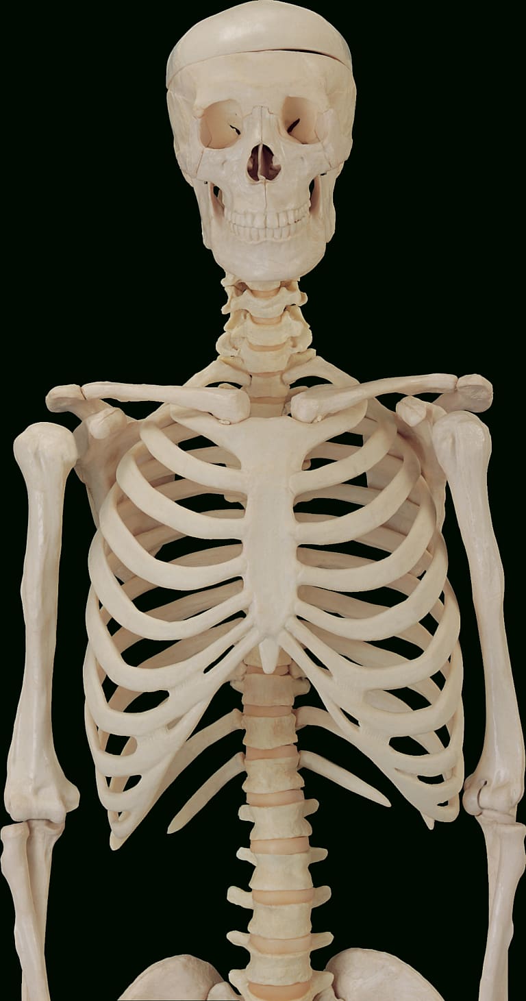 The Skeletal System Bone Anatomy Human skeleton, Skeleton transparent background PNG clipart