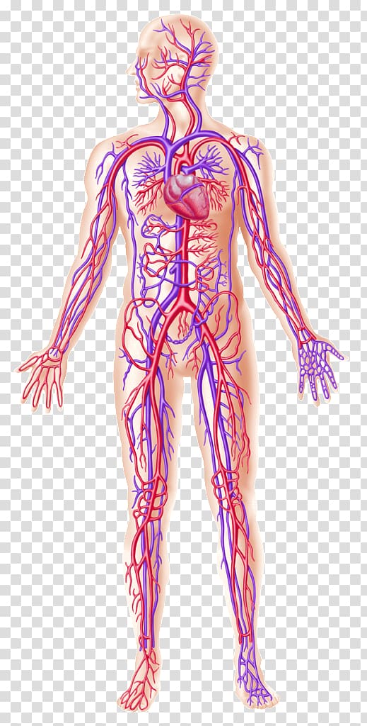 Human body Human anatomy Blood vessel Circulatory system, weight loss exercise transparent background PNG clipart