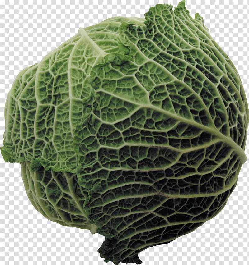 Savoy cabbage Capitata Group Collard greens Spring greens, vegetable transparent background PNG clipart