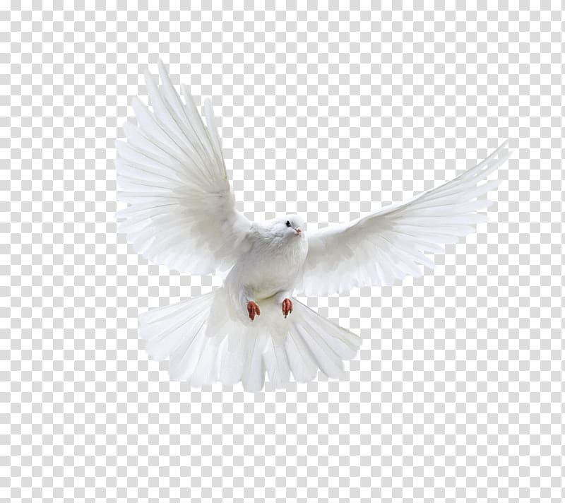 Columbidae Domestic pigeon Bird, Bird transparent background PNG clipart