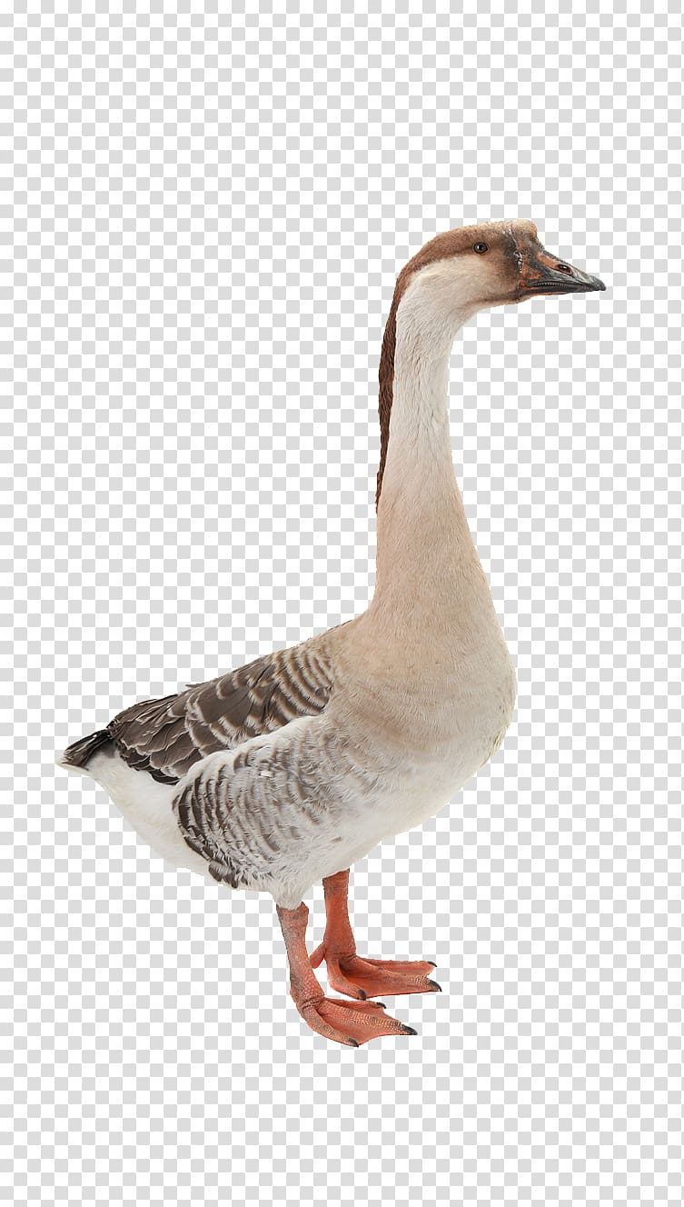 duck , Domestic goose Mallard Duck Bird, Goose transparent background PNG clipart