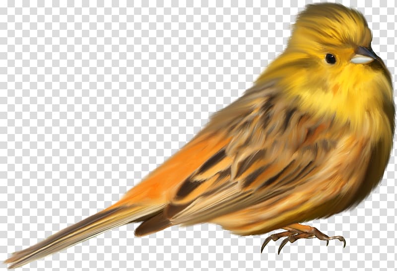 Domestic canary Ortolan Bunting House Sparrow American Sparrows, sparrow transparent background PNG clipart